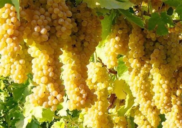 تصویر 2 از قیمت خرید نهال انگور گرمسیری با فروش عمده